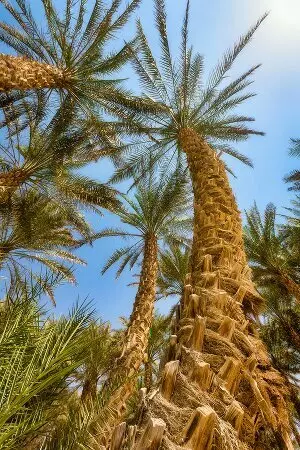 aprender árabe online