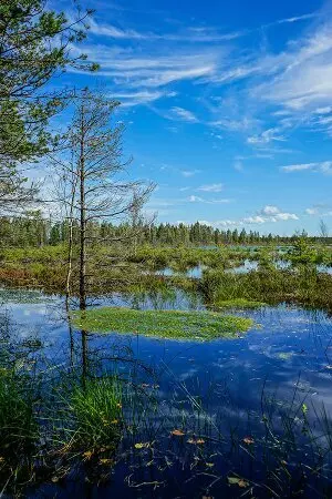 aprender estonio online