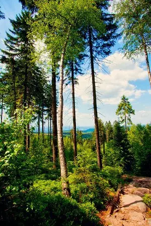 aprender polaco online