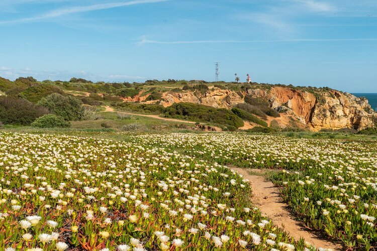 Portugiesisch lernen mit Superlearning