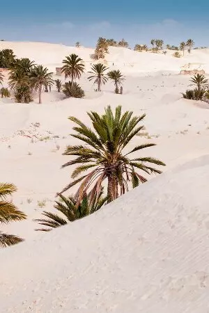 aprender árabe tunisino online