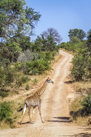 Fachwortschatz-Vokabeltrainer für Afrikaans