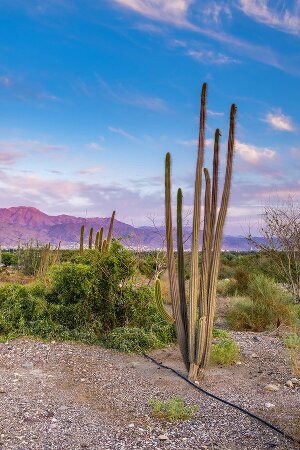 hebraico para Au Pairs