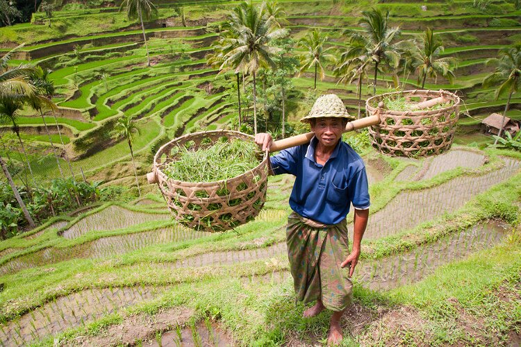 Indonesisch für Fortgeschrittene mit 1.800 neuen Vokabeln
