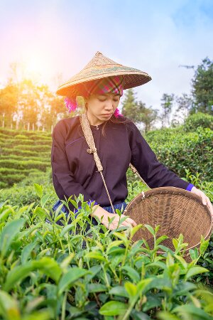 Fachwortschatz Malaysisch von Sprachenlernen24